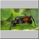 Macrophya annulata - Blattwespe 05.jpg